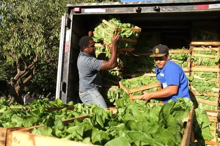Produtores carregam hortaliças para o abastecimento da alimentação escolar. Foto divulgada pela prefeitura.