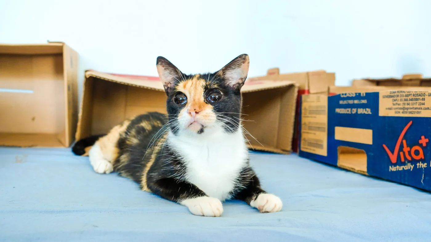Gato em imagem de divulgação da Subea. Foto institucional de arquivo.