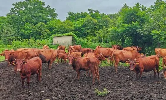Pecuária global encara desafios para unir nutrição e sustentabilidade