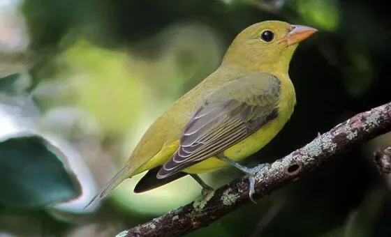 Proteção da biodiversidade avança no discurso, mas não na prática