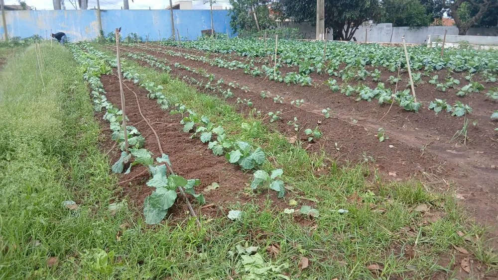 Horta em fotografia divulgada pela Prefeitura de Campo Grande para o Dia de Campo do FAC.